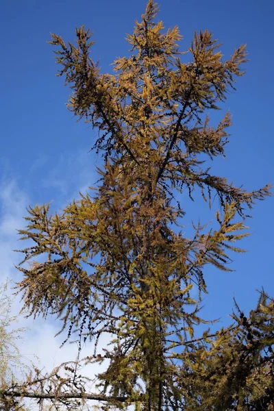 Larch with brown needles against a blue sky — Stock Photo, Image