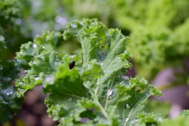 Yakın plan ıslak yeşil lahana yaprakları.