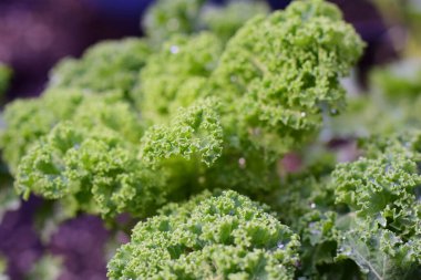 Yakın plan ıslak yeşil lahana yaprakları.