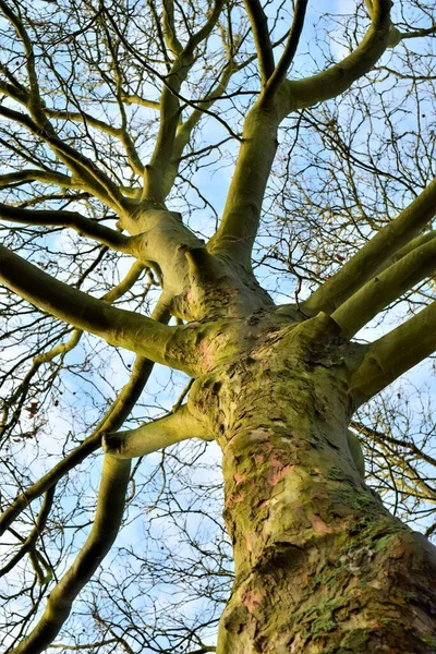 Плоское дерево снизу против неба — стоковое фото