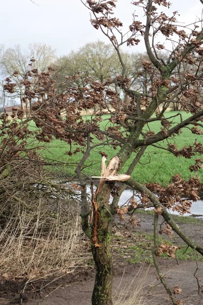 Fırtınadan sonra dalları kırılmış küçük bir ağaç.