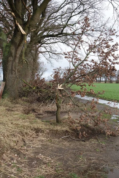 Pequena árvore com um galho quebrado após a tempestade — Fotografia de Stock