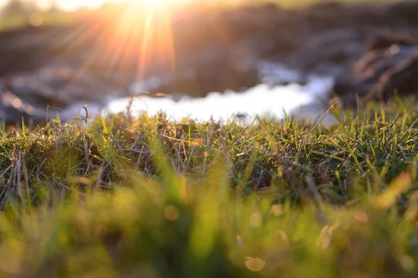 Close up de grama verde e uma poça ao pôr do sol — Fotografia de Stock
