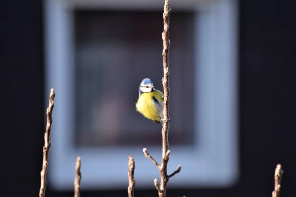 Bluetit at a branch in a tree top — Stock Photo, Image