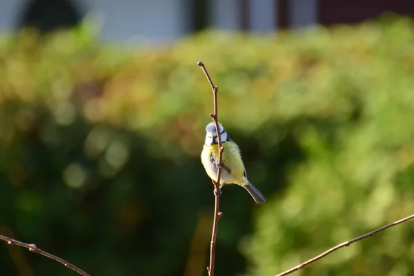 Bluetit yeşil çitin önündeki bir dalda
