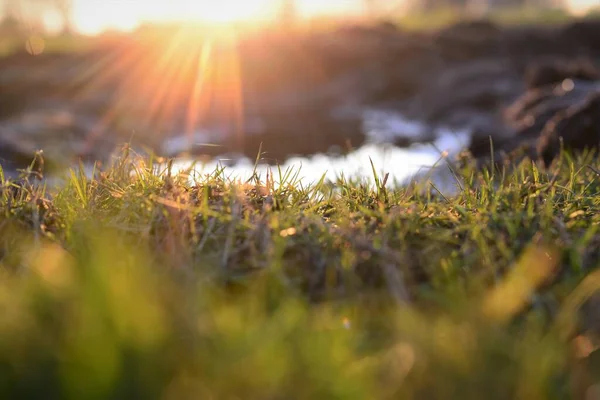 Close up of green grass and a puddle at sunset — Stock Photo, Image