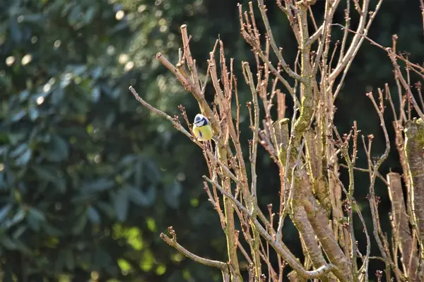 Bluetit en una rama delante de un seto verde —  Fotos de Stock