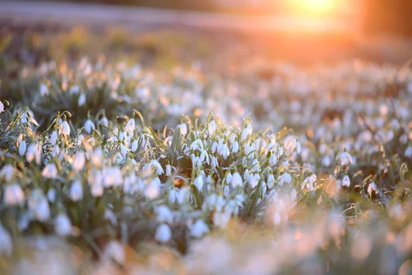 Campo de neve - Galanthus - contra um pôr-do-sol belíssimo — Fotografia de Stock