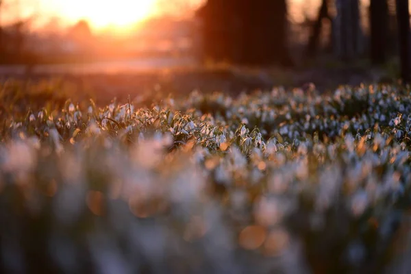 Schneeglöckchenfeld - Galanthus - vor einem wunderschönen Sonnenuntergang — Stockfoto