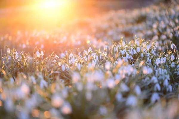 Campo de neve - Galanthus - contra um pôr-do-sol belíssimo — Fotografia de Stock