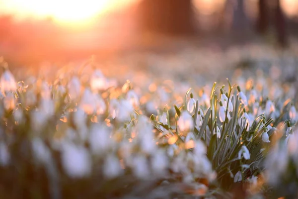 Campo de neve - Galanthus - contra um pôr-do-sol belíssimo — Fotografia de Stock