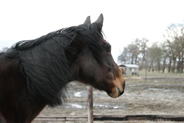 Head of a brown horse as side view — Stock Photo, Image