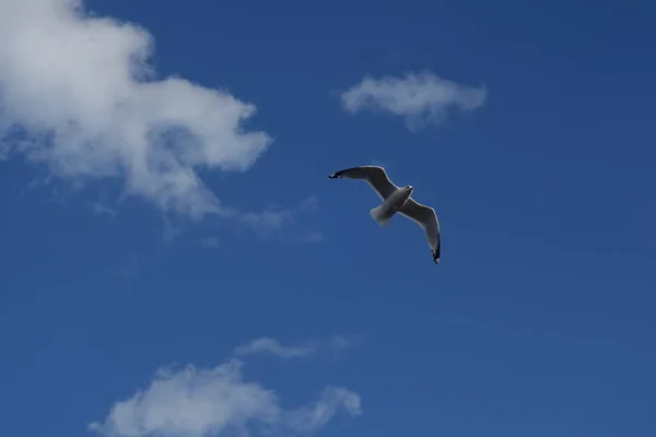 Gaivota voadora contra o céu azul com poucas nuvens — Fotografia de Stock