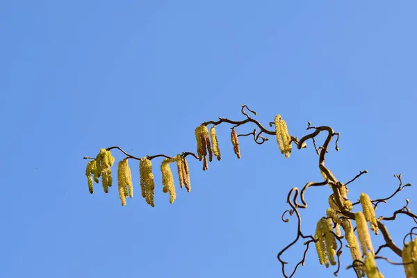 Árvore de avelã florescente de abaixo contra um céu azul — Fotografia de Stock
