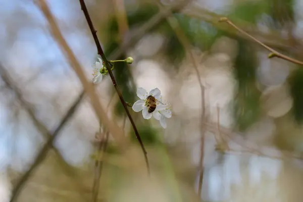 Close up de uma abelha em uma flor branca contra um fundo borrado — Fotografia de Stock