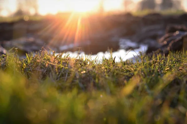 Close up of green grass and a puddle at sunset — Stock Photo, Image