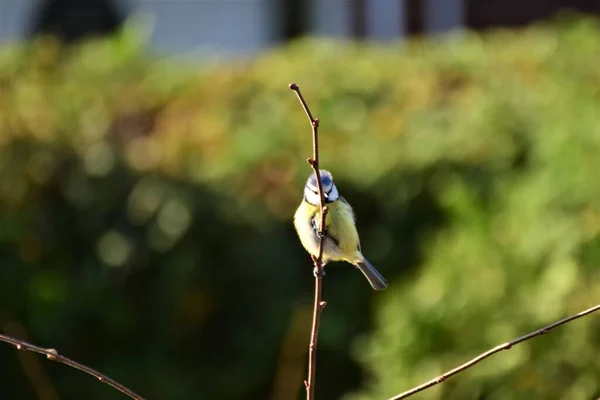 Bluetit σε ένα υποκατάστημα μπροστά από ένα πράσινο θάμνο — Φωτογραφία Αρχείου