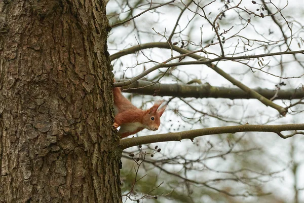 Un écureuil roux grimpe sur un chêne — Photo