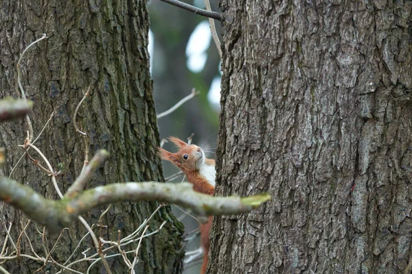 一只红松鼠爬到一棵橡树上 — 图库照片