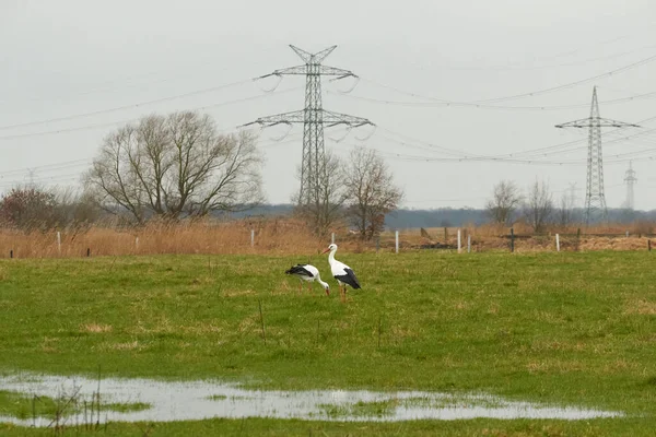 Duas cegonhas brancas em um prado molhado — Fotografia de Stock