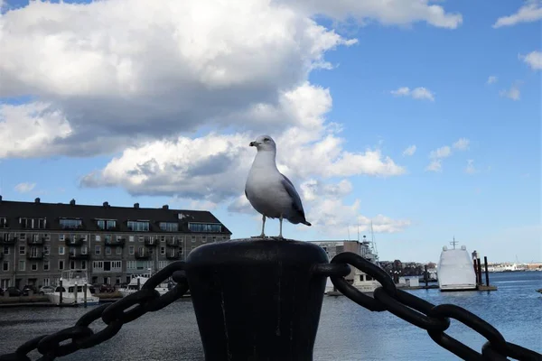Mouette assise sur une clôture dans un port — Photo