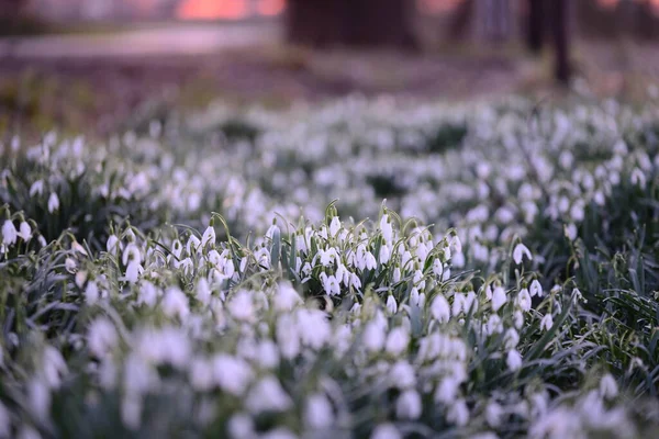 Kar damlası tarlası - Galanthus - yakın plan olarak