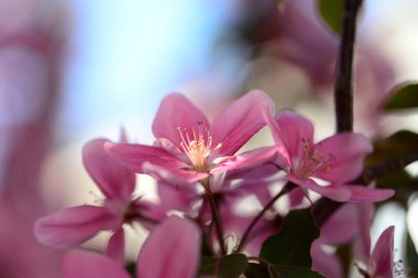 Pembe çiçekli bir elma ağacı ve yakın plan bir arı.