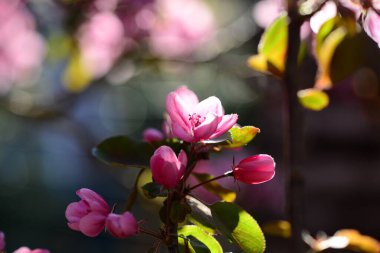 Bulanık arkaplana karşı yakın plan olarak pembe çiçekli elma ağacı