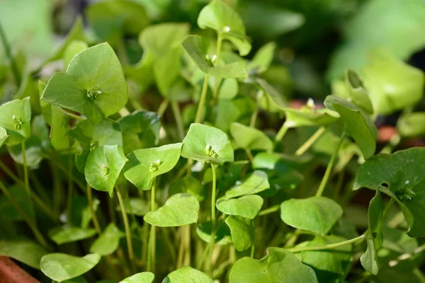 Portulak as close up against a green blurred background — Photo