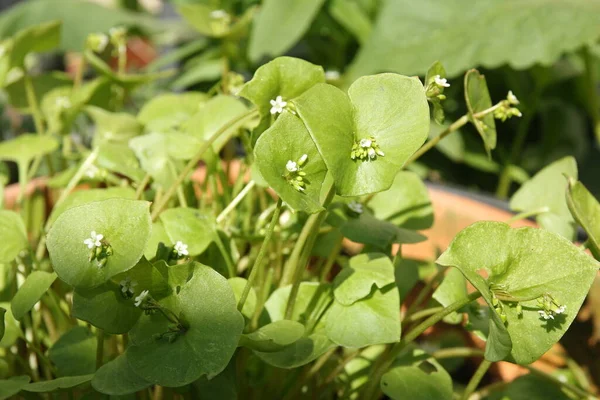 Portulak as close up against a green blurred background —  Fotos de Stock