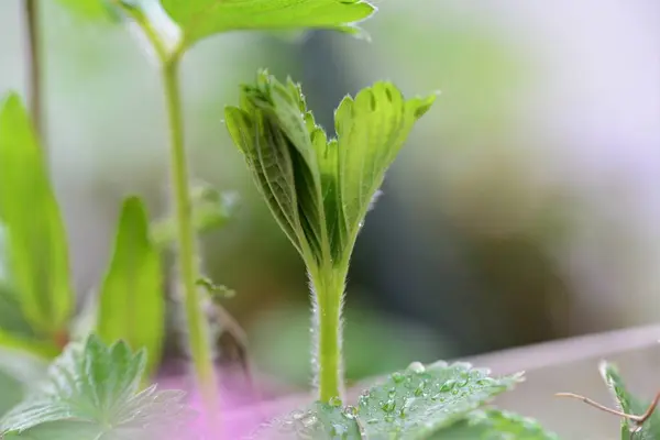 Green wet growing strawberryleaf after rain — Fotografia de Stock