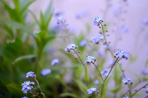 Flowering Forgot-me-not against a white green background — Fotografia de Stock