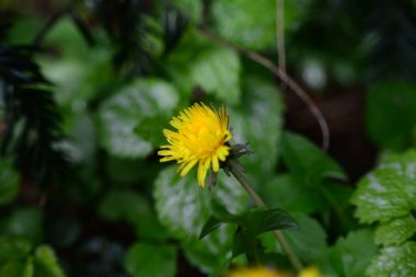 Yeşil bulanık yapraklara karşı sarı çiçekli karahindiba