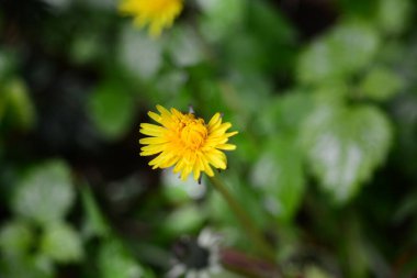 Yeşil bulanık yapraklara karşı sarı çiçekli karahindiba