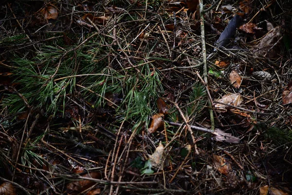 Piso de floresta úmida com agulhas de pinheiro como um close-up — Fotografia de Stock