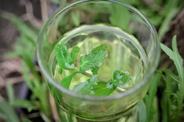 Herbata miętowa ze świeżymi liśćmi w szklance z góry — Zdjęcie stockowe
