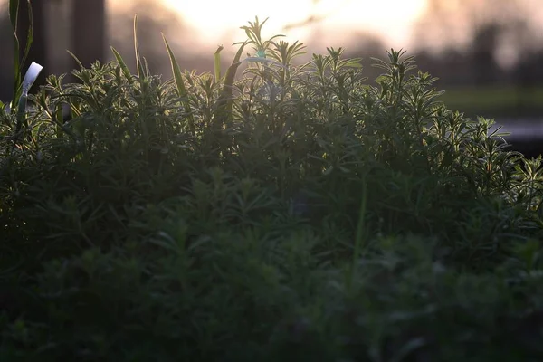 Galiume aparine as a close up in backlight at sunset — стокове фото