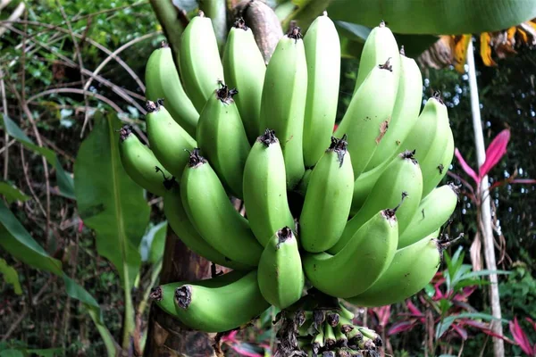 Groene onrijpe bananen op een bananenboom in het regenwoud — Stockfoto