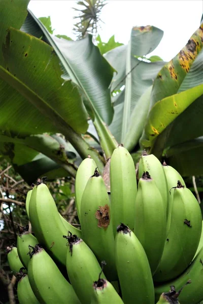 Зелені нестиглі банани на банані в дощовому лісі — стокове фото