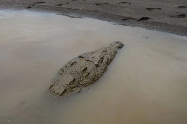 Head of a crocodile swimming a river near the riverbank — Stock Photo, Image