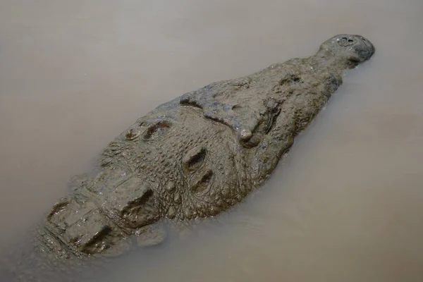Head of a crocodile swimming a river near the riverbank — стоковое фото