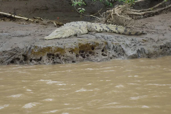 Small crocodile lying down on the riverbank — стоковое фото