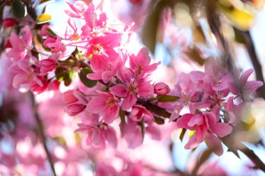 Pembe elma ağaçlarının çiçeklerini kapatın.