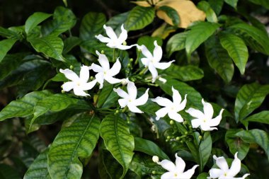 Yeşil yapraklı ve beyaz çiçekli yasemin çalısı