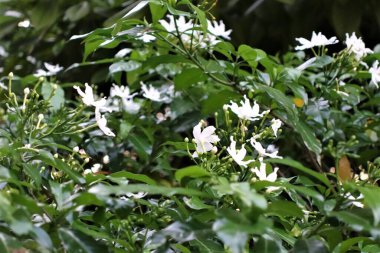Yeşil yapraklı ve beyaz çiçekli yasemin çalısı