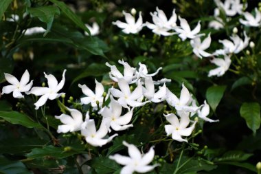 Yeşil yapraklı ve beyaz çiçekli yasemin çalısı