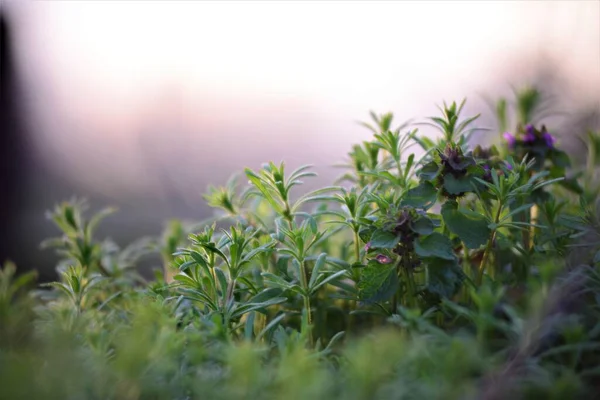 Galiume aparine and deaf nettle in backlight at sunset — Foto Stock