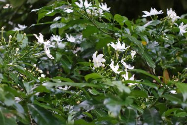 Yeşil yapraklı ve beyaz çiçekli yasemin çalısı