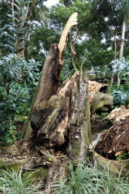 Yağmur ormanlarında yaşlı bir ağaç kütüğü