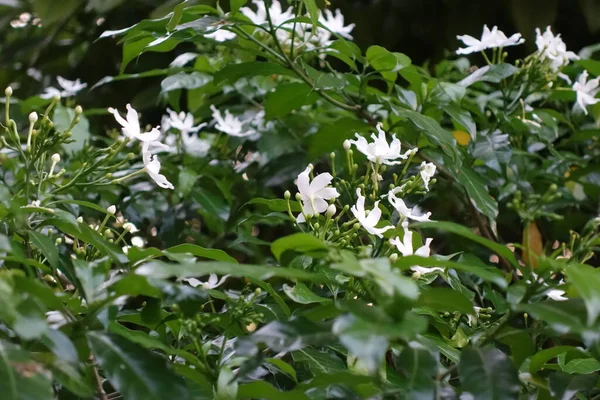 Yeşil yapraklı ve beyaz çiçekli yasemin çalısı
